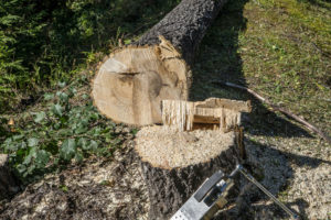 Baumpflege & Baumberatung aus Vorarlberg. Forstarbeiten, Baumpflege & Baumberatung, Baumfällung, Helikopterfällung, Industriekletterarbeiten, Baumgutachten, Trassenfreihaltung, Felsräumarbeiten und Demontage von Seilbahn-Stützen.