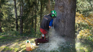 Baumpflege & Baumberatung aus Vorarlberg. Forstarbeiten, Baumpflege & Baumberatung, Baumfällung, Helikopterfällung, Industriekletterarbeiten, Baumgutachten, Trassenfreihaltung, Felsräumarbeiten und Demontage von Seilbahn-Stützen.