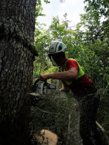 Forstarbeiten, Holzschlägerung, Rodung, Sturmschäden, Bachräumung