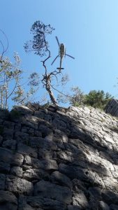 Helikopterfällung, Leitungs- und Trassenfreischnitt, Stehendbaumabtrag