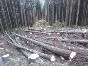 Forstarbeiten, Holzschlägerung, Rodung, Sturmschäden, Bachräumung