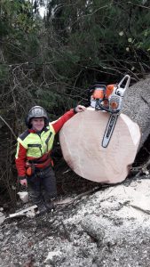 Forstarbeiten, Holzschlägerung, Rodung, Sturmschäden, Bachräumung