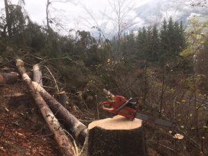 Hubschrauber Holzbringung Leogang