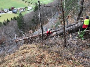 Wurzelstock Entfernen Arlbergsperre, Klostertal