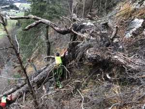 Wurzelstock Entfernen Arlbergsperre, Klostertal