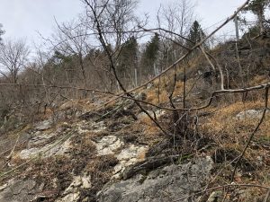 Wurzelstock Entfernen Arlbergsperre, Klostertal